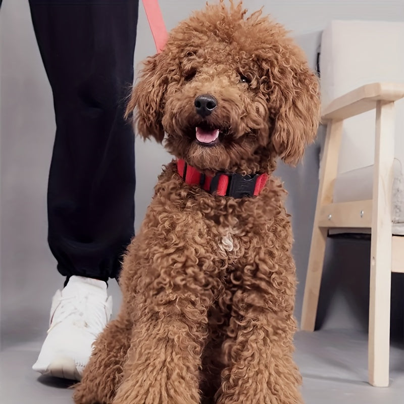 Coleira LED Ajustável para Cães – Visível à Noite